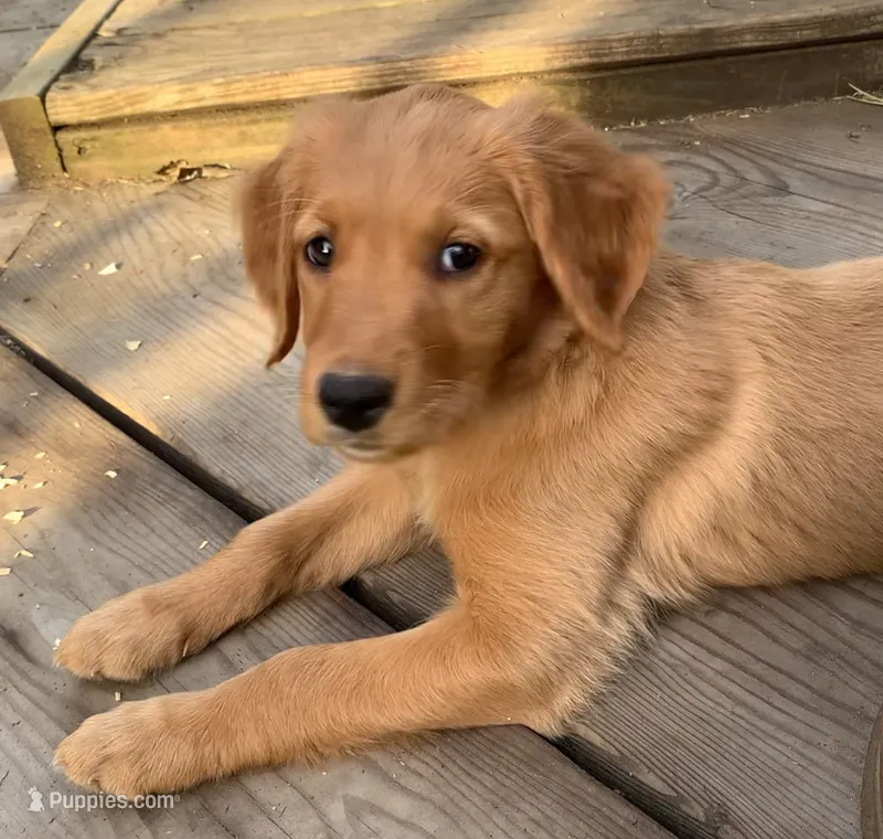 Female pup – Golden Retriever puppy on hold in Finlayson, MN