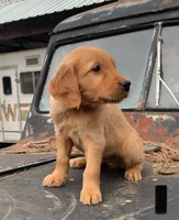 B1, a male Golden Retriever for sale in Finlayson, MN – 2 of 3