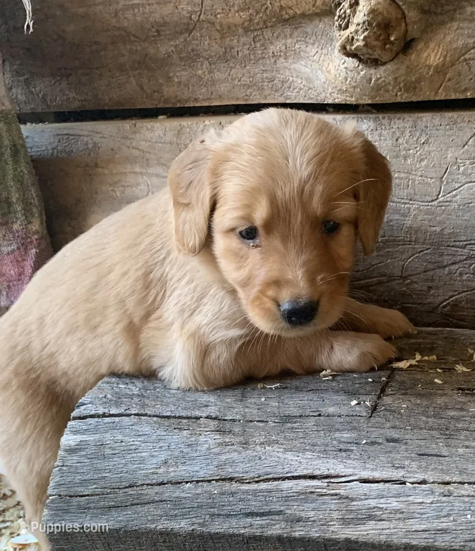 Female #4 – Golden Retriever puppy for sale in Finlayson, MN