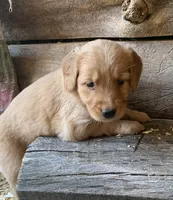 Female #4, a female Golden Retriever for sale in Finlayson, MN – 1 of 2