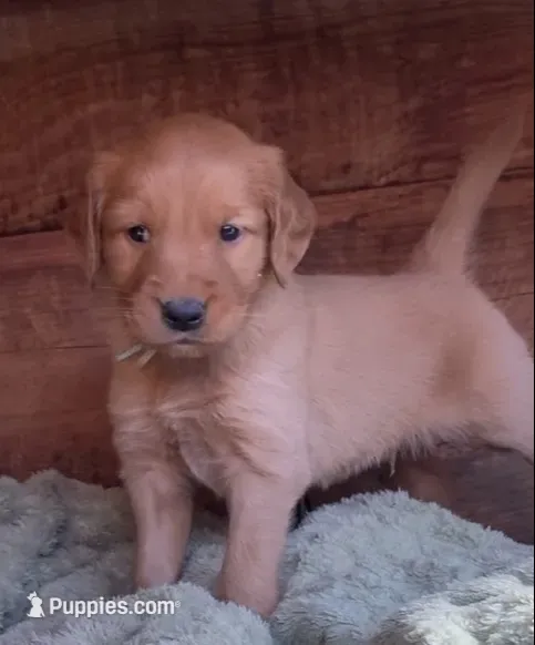 Male #5 – Golden Retriever puppy for sale in Finlayson, MN