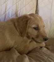 Female pup, a female Golden Retriever for sale in Finlayson, MN – 2 of 3