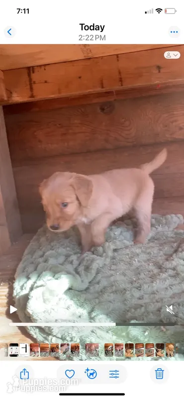 Female #3 – Golden Retriever puppy for sale in Finlayson, MN