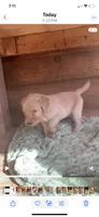 Female #3, a female Golden Retriever for sale in Finlayson, MN – 2 of 2