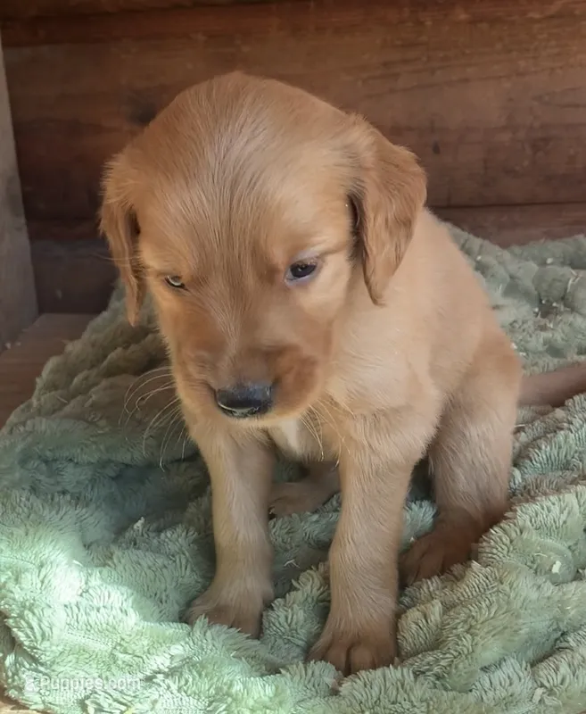 Male #1 – Golden Retriever puppy for sale in Finlayson, MN