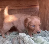 Male # 2, a male Golden Retriever for sale in Finlayson, MN – 3 of 3