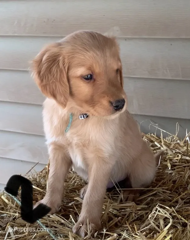 B-2, a male Golden Retriever for sale in Finlayson, MN – 1 of 4