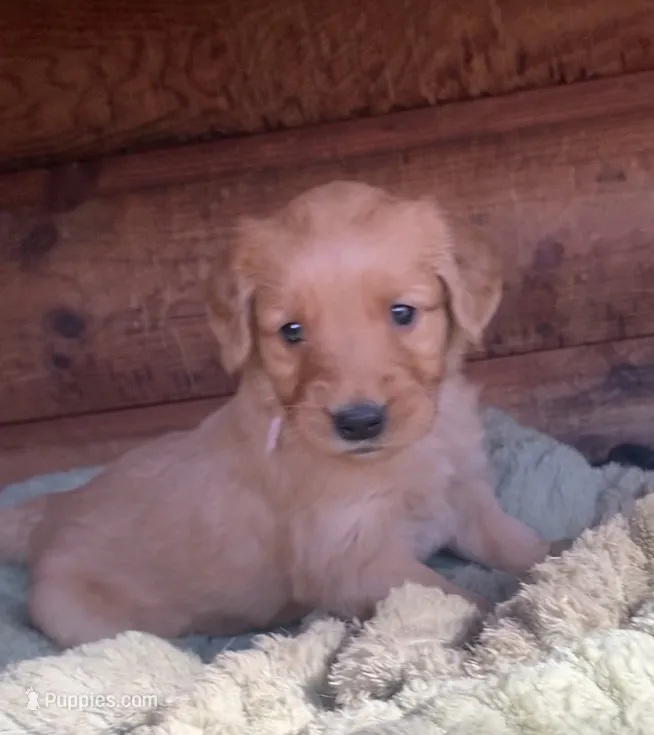 Female #3 – Golden Retriever puppy for sale in Finlayson, MN