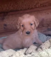 Female #3, a female Golden Retriever for sale in Finlayson, MN – 1 of 2