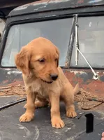 B1, a male Golden Retriever for sale in Finlayson, MN – 3 of 3