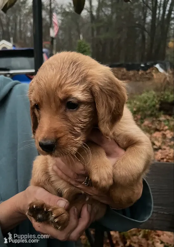 Female # 2 – Golden Retriever puppy for sale in Finlayson, MN
