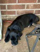 Boxer doodle, a male Boxer for sale in Dobson, NC – 2 of 6