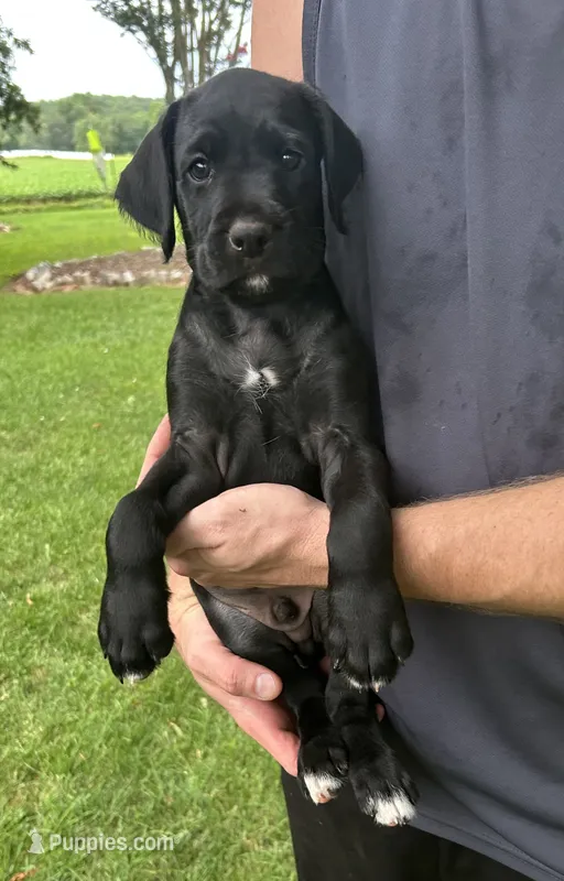 Sleepy – Boxer, Labradoodle puppy for sale in Dobson, NC
