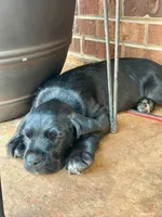 Boxer doodle, a male Boxer for sale in Dobson, NC – 1 of 6