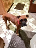 Boxer doodle, a male Boxer for sale in Dobson, NC – 6 of 6