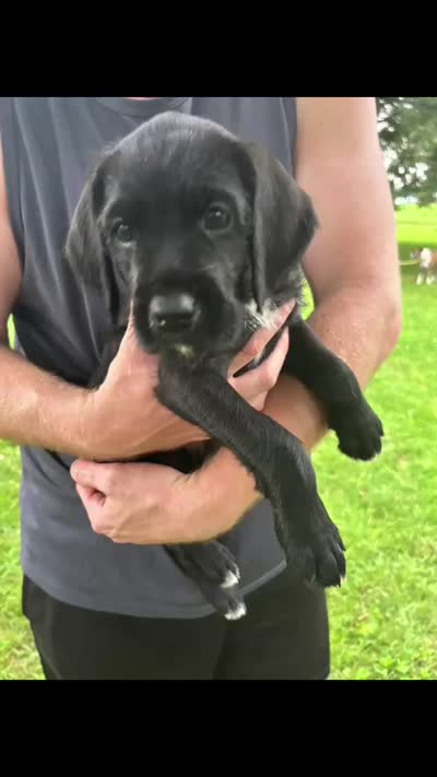 Boxer doodle, a male Boxer for sale in Dobson, NC – 3 of 6