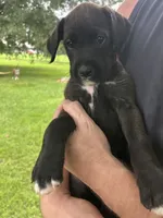 Boxer doodle, a male Boxer for sale in Dobson, NC – 5 of 6