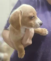 Sugar, a female Chiweenie for sale in Gretna, VA – 3 of 5
