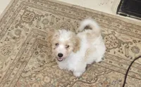 Biscuit , a male Havapoo for sale in Gretna, VA – 4 of 4