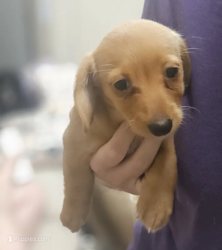 Cinnamon  – Chiweenie puppy for sale in Gretna, VA