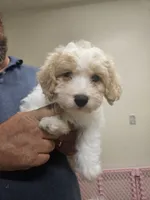 Nutter Butter, a male Havapoo for sale in Gretna, VA – 3 of 3