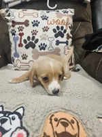 Sugar, a female Chiweenie for sale in Gretna, VA – 2 of 5