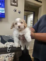 Biscuit , a male Havapoo for sale in Gretna, VA – 2 of 4
