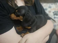 Kat, a male Chiweenie for sale in Gretna, VA – 4 of 4