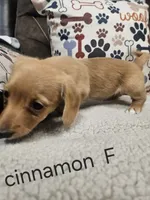 Cinnamon , a female Chiweenie for sale in Gretna, VA – 2 of 5