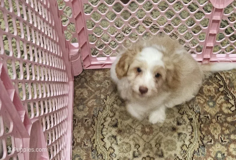 Nutter Butter – Havapoo puppy for sale in Gretna, VA