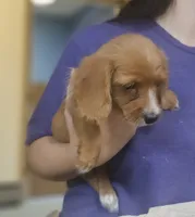 Squirt, a male Chiweenie for sale in Gretna, VA – 4 of 5