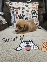 Squirt, a male Chiweenie for sale in Gretna, VA – 5 of 5