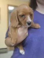Squirt, a male Chiweenie for sale in Gretna, VA – 3 of 5