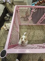Nutter Butter, a male Havapoo for sale in Gretna, VA – 2 of 3