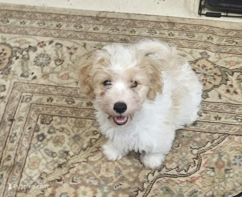 Biscuit  – Havapoo puppy for sale in Gretna, VA