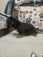 Kat, a male Chiweenie for sale in Gretna, VA – 2 of 4