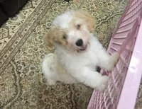 Biscuit , a male Havapoo for sale in Gretna, VA – 3 of 4