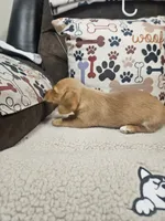 Cinnamon , a female Chiweenie for sale in Gretna, VA – 4 of 5