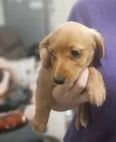 Cinnamon , a female Chiweenie for sale in Gretna, VA – 5 of 5