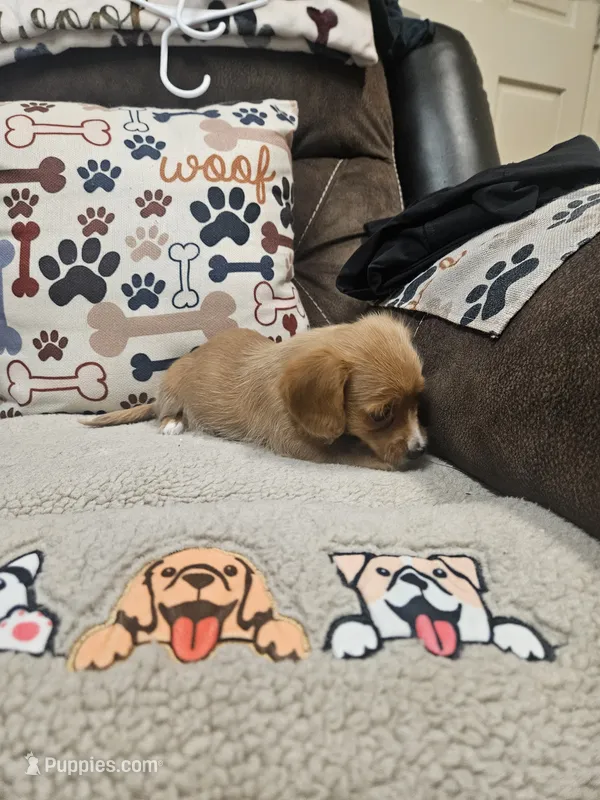 Squirt – Chiweenie puppy for sale in Gretna, VA
