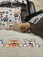 Squirt, a male Chiweenie for sale in Gretna, VA – 1 of 5
