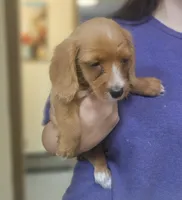 Squirt, a male Chiweenie for sale in Gretna, VA – 2 of 5