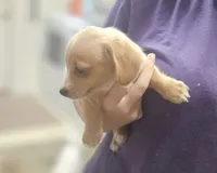 Sugar, a female Chiweenie for sale in Gretna, VA – 5 of 5