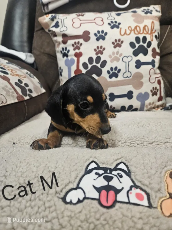 Kat – Chiweenie puppy for sale in Gretna, VA