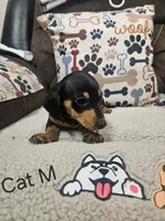 Kat, a male Chiweenie for sale in Gretna, VA – 1 of 4