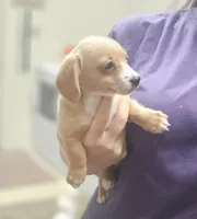 Sugar, a female Chiweenie for sale in Gretna, VA – 4 of 5