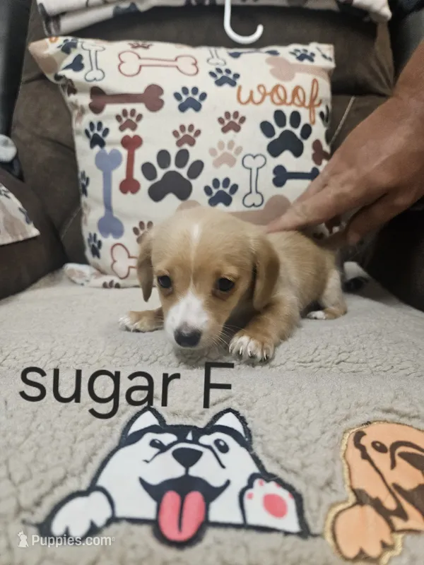 Sugar – Chiweenie puppy for sale in Gretna, VA