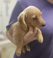 Cinnamon , a female Chiweenie for sale in Gretna, VA – 3 of 5