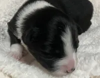 Midnight, a male Australian Shepherd for sale in Stanwood, WA – Photo 4 of 6