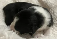 Midnight, a male Australian Shepherd for sale in Stanwood, WA – Photo 6 of 6